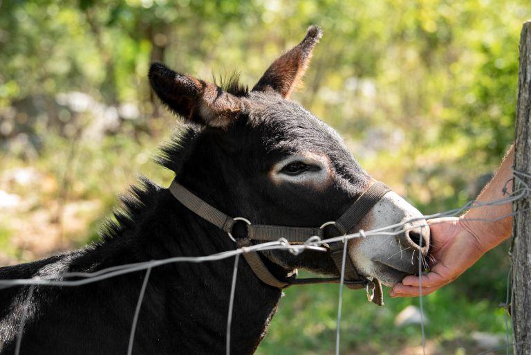 Agroturizam Cerovac - domaće životinje - magarac