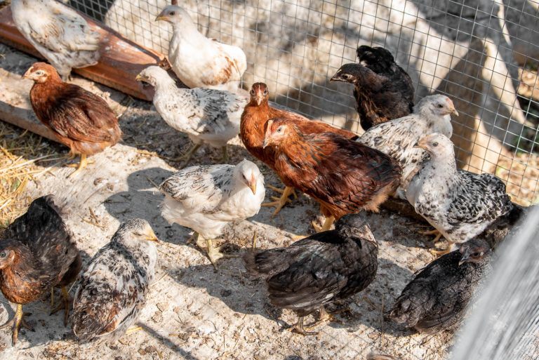 Agroturizam Cerovac - domaće životinje - kokoši