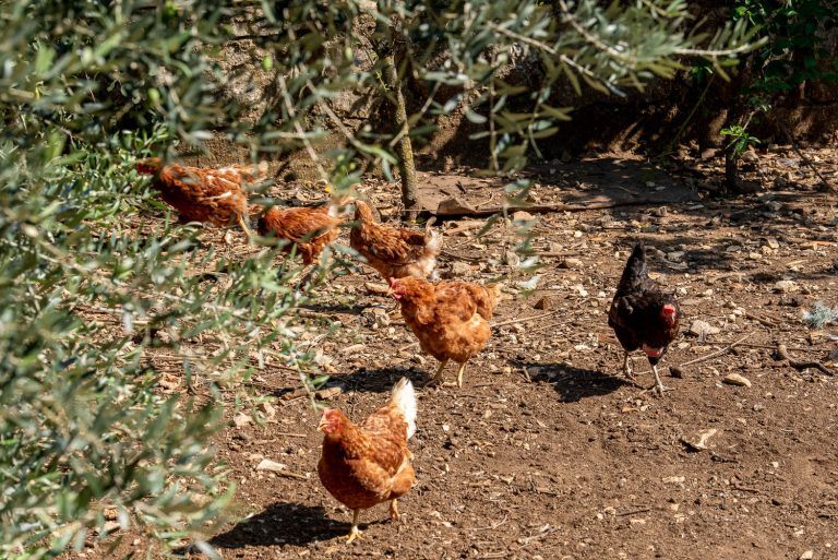 Agroturizam Cerovac - domaće životinje - kokoši