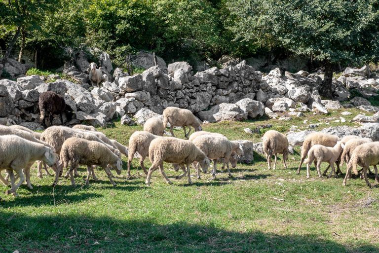 Agroturizam Cerovac - domaće životinje - ovce